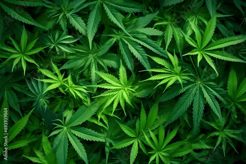 Green marijuana leaves background photo
