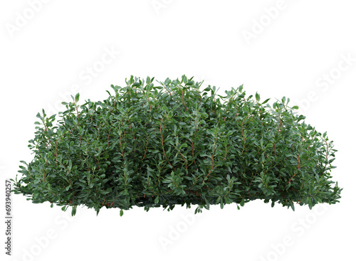 Various types of flowers plants bushes shrub and small plants isolated	
