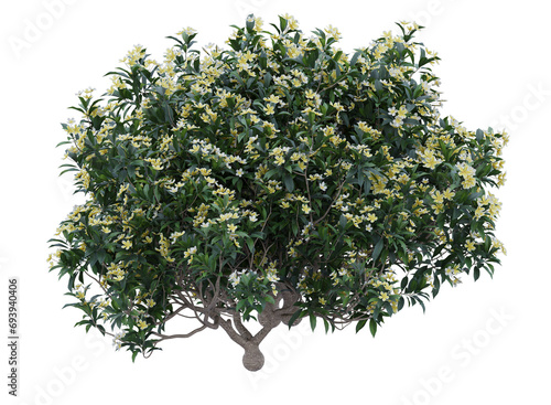 frangipani or plumeria tree isolated photo