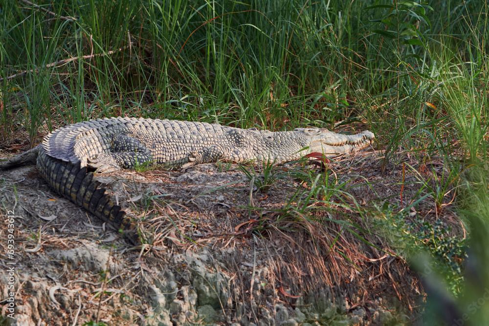 A saltwater crocodile (Crocodylus porosus) lying idly on a riverbank of Sundarbans, the largest mangrove forest in world. Inside a caged enclosure at Jharkhali animal rescue centre in Sundarbans, W.B. A saltwater crocodile (Crocodylus porosus) lying idly on a riverbank of Sundarbans, the largest mangrove forest in world. Inside a caged enclosure at Jharkhali animal rescue centre in Sundarbans, W.B.