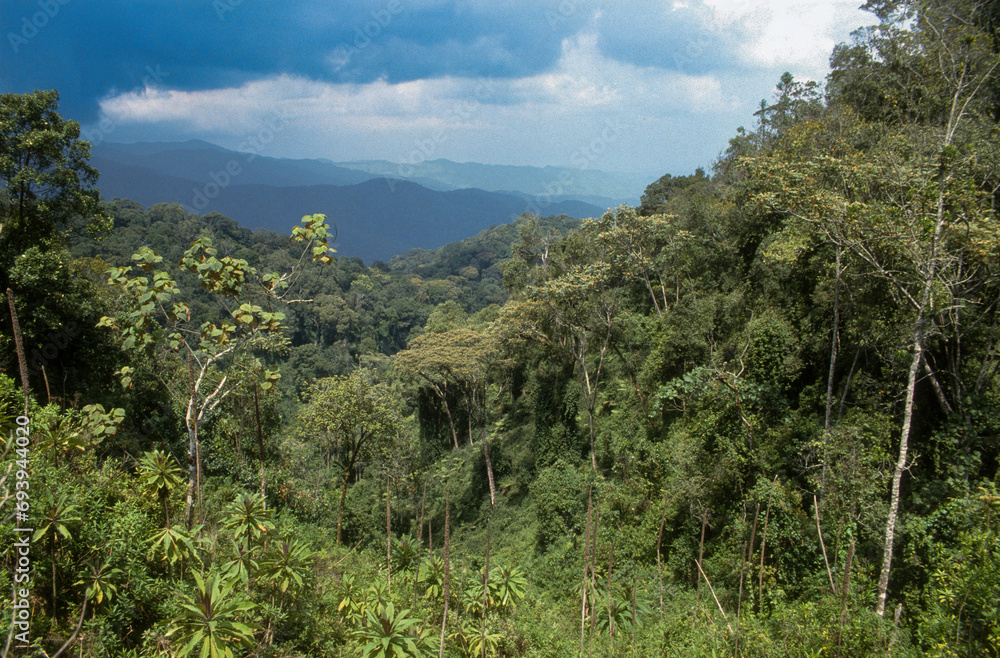 brumes, Forêt primaire de Nyungwe, Parc national Nyungwe, Rwanda