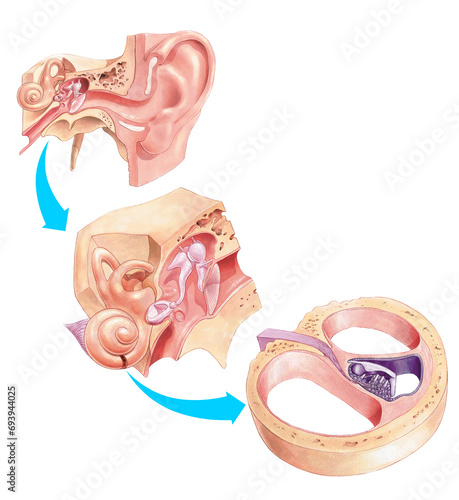 Human ear anatomy. Ears inner structure. Anatomy of the ear. photo
