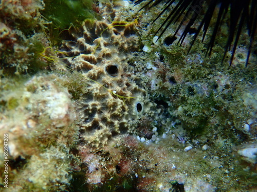 Variable loggerhead sponge (Ircinia variabilis) close-up undersea, Aegean Sea, Greece, Halkidiki photo