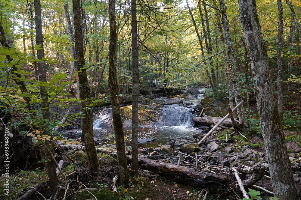 Randonnée dans le parc national de la Mauricie au Canada à la découverte de sa flore Randonnée dans le parc national de la Mauricie au Canada à la découverte de sa flore
