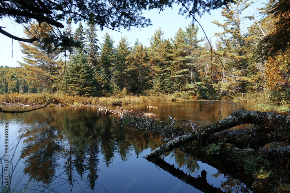 Randonnée dans le parc national de la Mauricie au Canada à la découverte de sa flore Randonnée dans le parc national de la Mauricie au Canada à la découverte de sa flore