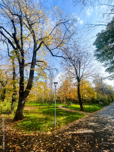 avenue of yellow trees in the park in autumn