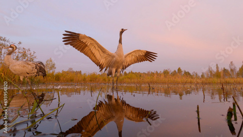 Common crane bird in water at sunrise, lens 24mm