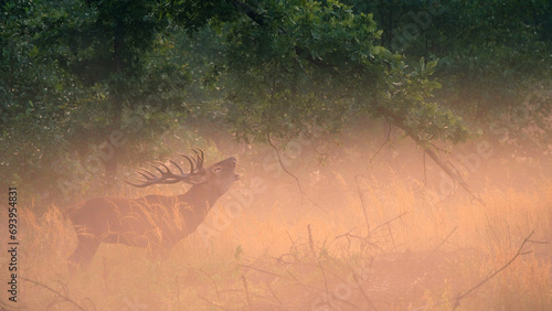 Red deer roaring stag with antlers in fog at sunrise, wild animal during rutting season photo