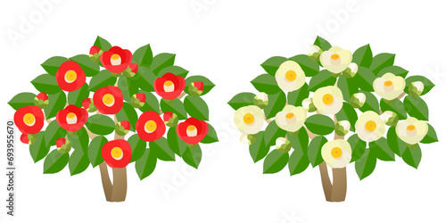 Roundly pruned red and white camellia trees