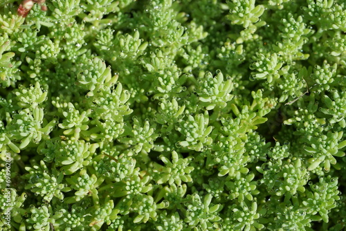 Sedum acre photo