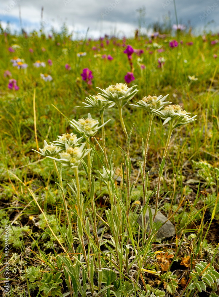 Fototapeta premium Russia. The South of Western Siberia, the Altai Mountains. A bush of aerial edelweiss on the high-altitude slopes of mountain ranges near the village of Ust-Kan.