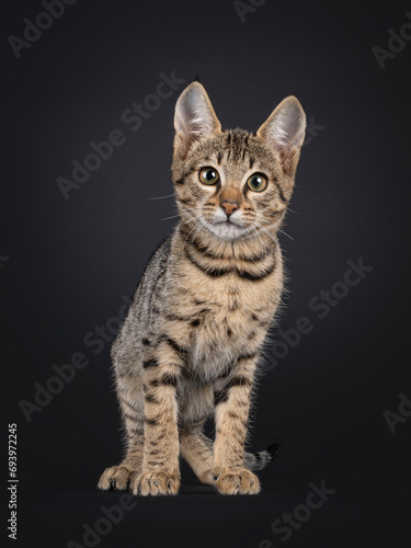 Black tabby spotted cat kitten, standing facing front. Looking towards camera. Isolated on a black background.