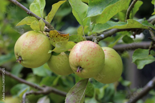 Apples on a tree in close up
