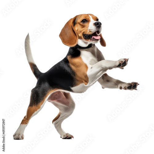 Beagle dog jumping isolated on white