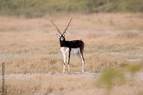 Endangered species Blackbuck in Bishnoi village forest reserve area. Beautiful male and female blackbuck captured with all movement in natural habitat. Rare animal portrait. Beautiful wall mounting.