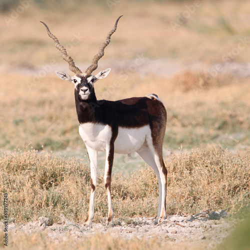 Endangered species Blackbuck in Bishnoi village forest reserve area. Beautiful male and female blackbuck captured with all movement in natural habitat. Rare animal portrait. Beautiful wall mounting.