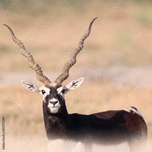 Endangered species Blackbuck in Bishnoi village forest reserve area. Beautiful male and female blackbuck captured with all movement in natural habitat. Rare animal portrait. Beautiful wall mounting.