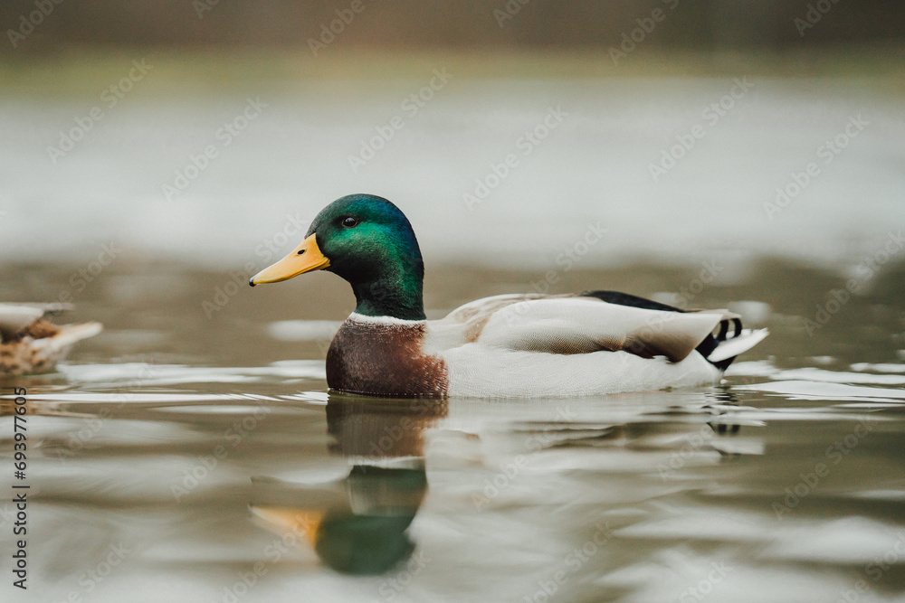 Fototapeta premium Ducks on the lake
