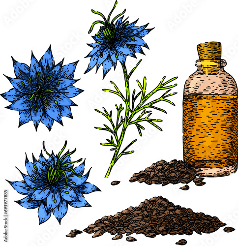 nigella sativa set hand drawn. spice black, cumin medicine, petal caraway nigella sativa vector sketch. isolated color illustration