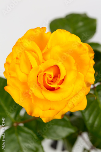 Beautiful yellow rose on a white background, yellow rose for a gift