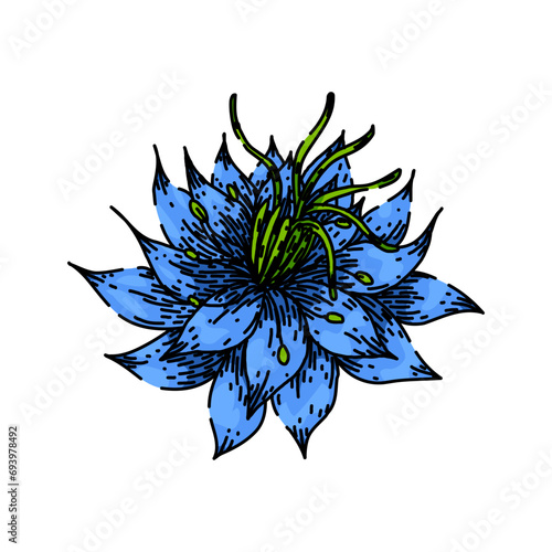 cumin nigella sativa hand drawn. medicine petal, caraway oil, plant asian cumin nigella sativa vector sketch. isolated color illustration