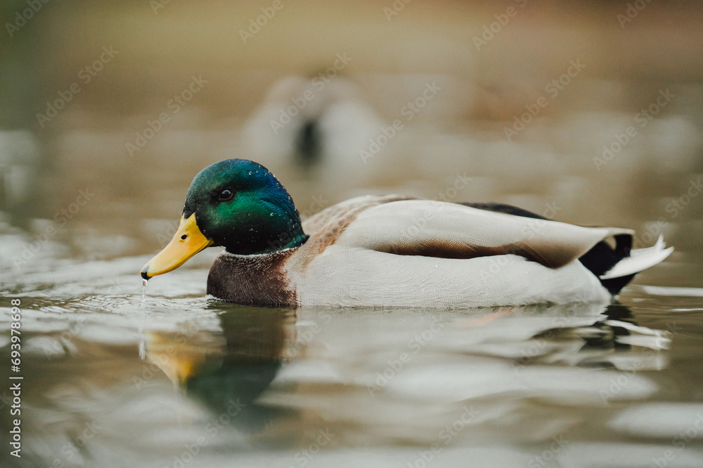 Obraz premium Ducks on the lake