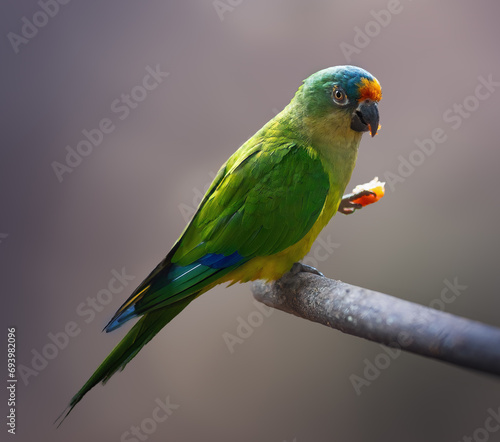 Peach-fronted Parakeet bird eating fruit (Eupsittula aurea)