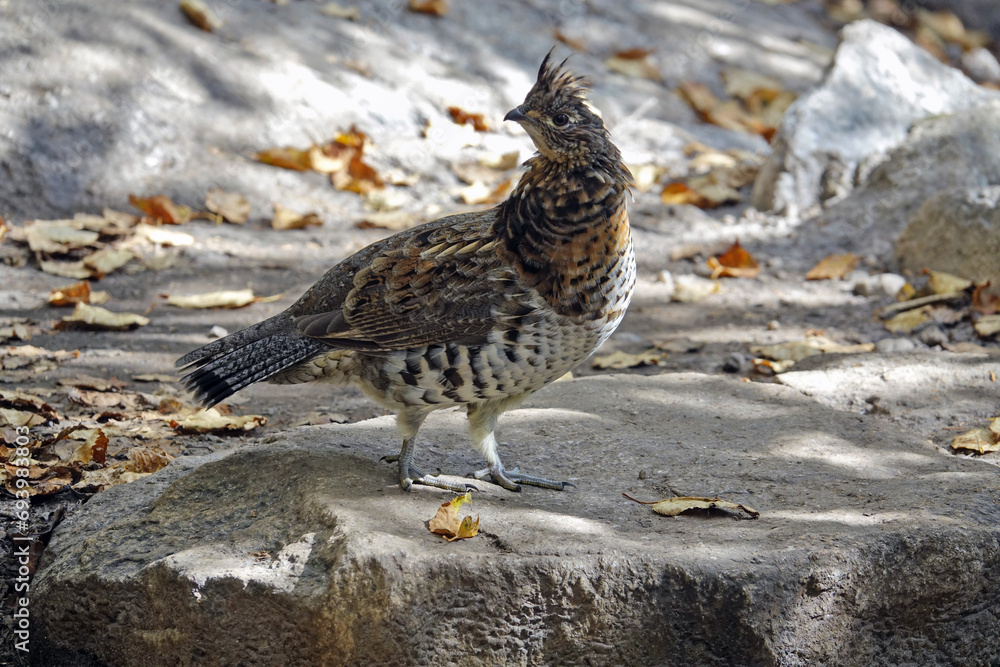 Randonnée dans le Parc National des Hautes-Gorges-de-la-Rivière-Malbaie à La Malbaie au Canada et rencontre avec sa faune Randonnée dans le Parc National des Hautes-Gorges-de-la-Rivière-Malbaie à La Malbaie au Canada et rencontre avec sa faune