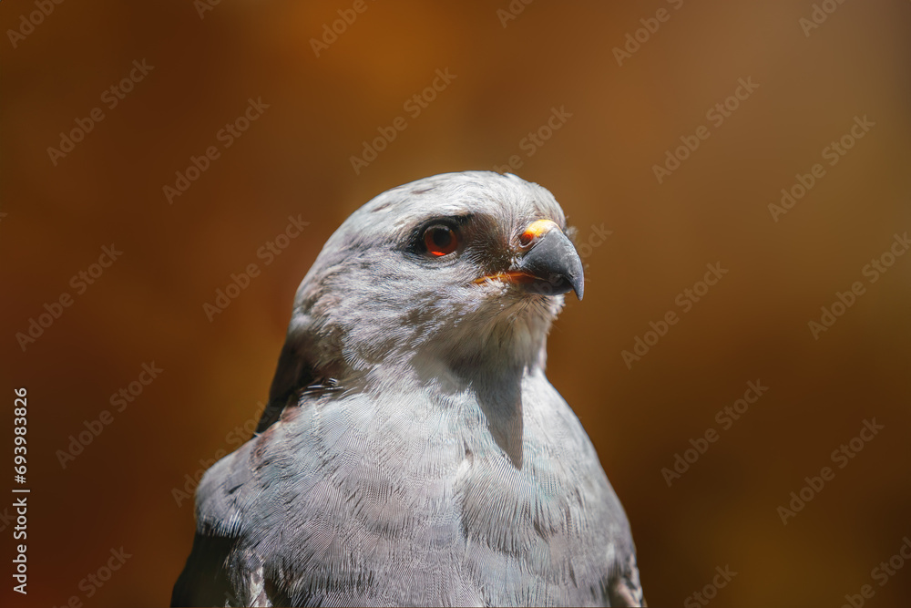 Fototapeta premium Rufous-thighed kite (Harpagus diodon) - Bird of Prey