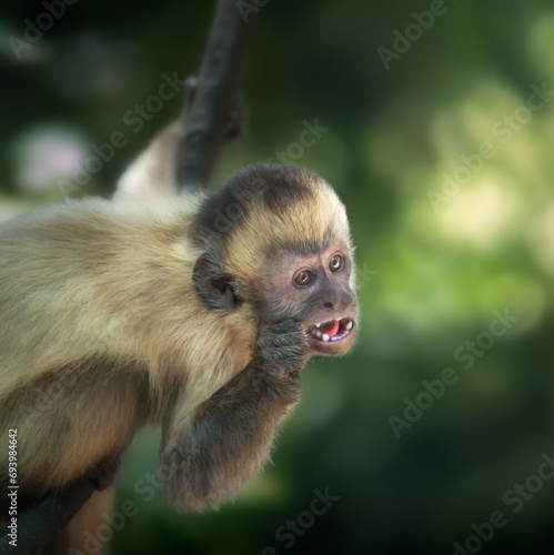 Baby Black-striped Capuchin Monkey (Sapajus libidinosus) photo