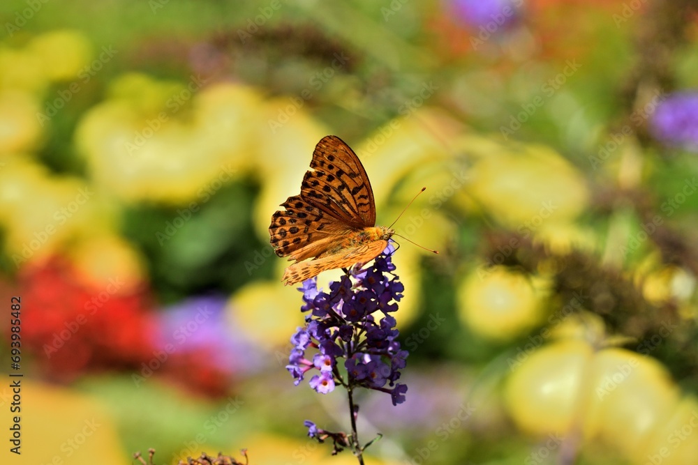 The comma polygonia butterfly fly in meadow full of colorful flowers
