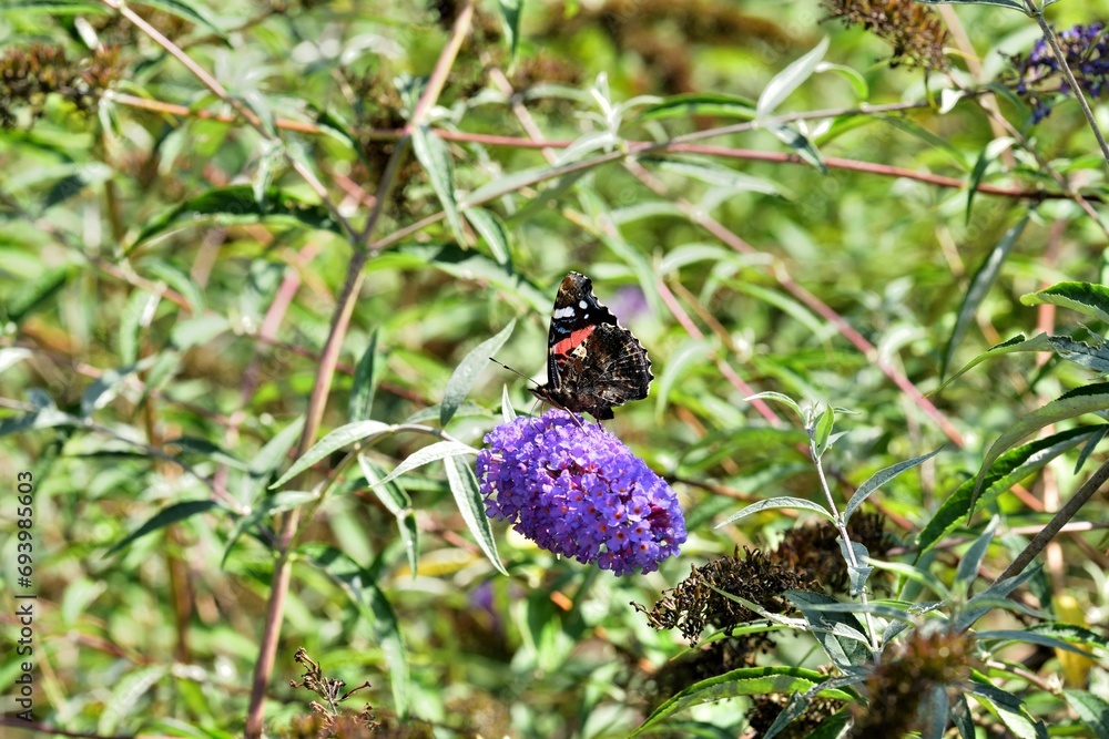 European peacock butterfly fly in a meadow full of colorful flowers