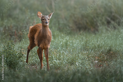 Young Gray Brocket (Mazama gouazoubira) - South American Deer photo