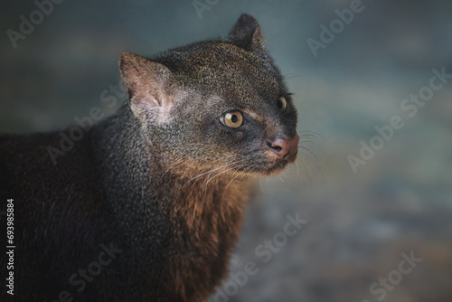 Jaguarundi (Herpailurus yagouaroundi) - Central and South American slender wild cat photo