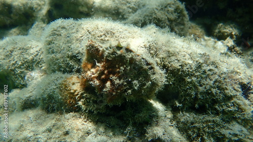 Rayed pearl oyster (Pinctada radiata) undersea, Aegean Sea, Greece, Halkidiki