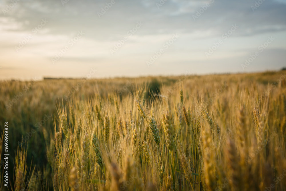 Golden wheat field on a summer day with beautiful sky, landscape with wheat field