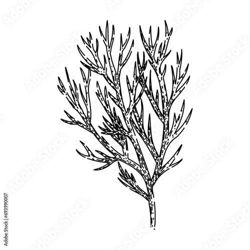 leaf dill hand drawn. food plant, herb ingredient, fresh herbal leaf dill vector sketch. isolated black illustration