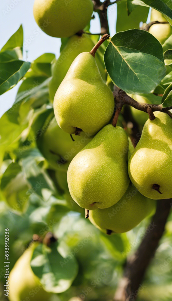 Pear Serenade A Close Up Ode to Green Juiciness Pear Serenade A Close Up Ode to Green Juiciness