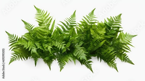 A bunch of green plants on a white surface. Perfect for adding a touch of nature to any design project