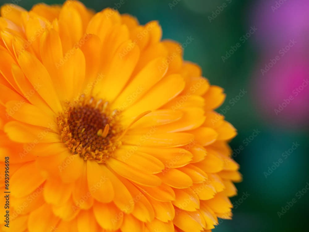 beautiful Orange flower medicine calendula (Marigold)  Background. Extreme macro shot
