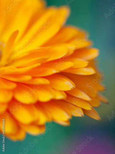 beautiful  art Background with Orange flower medicine calendula  Marigold   . Extreme macro shot