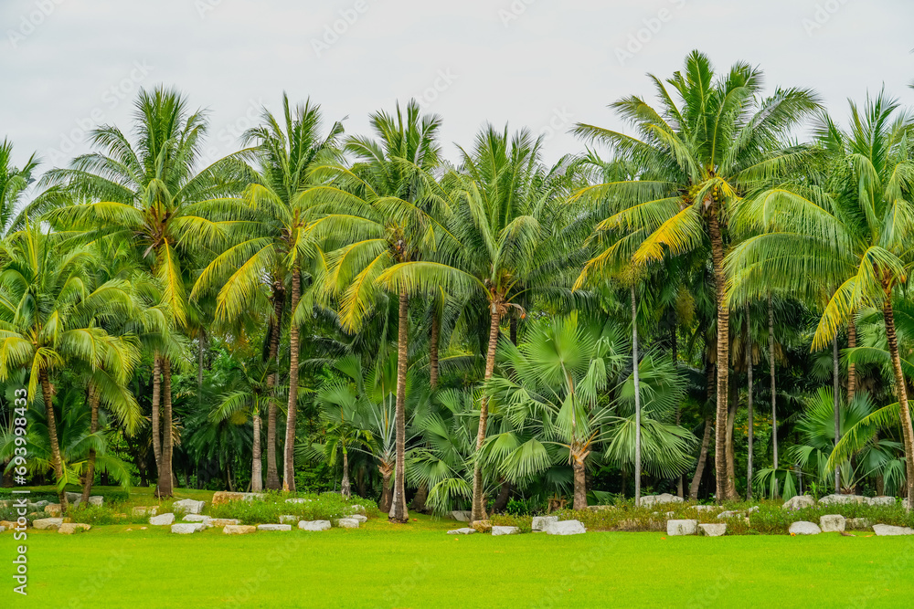 Panoramic beautiful view of a tropical rainforest in a monsoon climate with unique palm trees of different types. Panoramic beautiful view of a tropical rainforest in a monsoon climate with unique palm trees of different types.