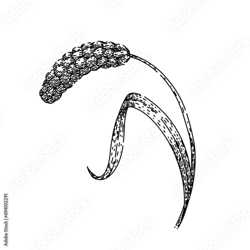 grain millet hand drawn. healthy seed, wheat vector, corn barley grain millet vector sketch. isolated black illustration