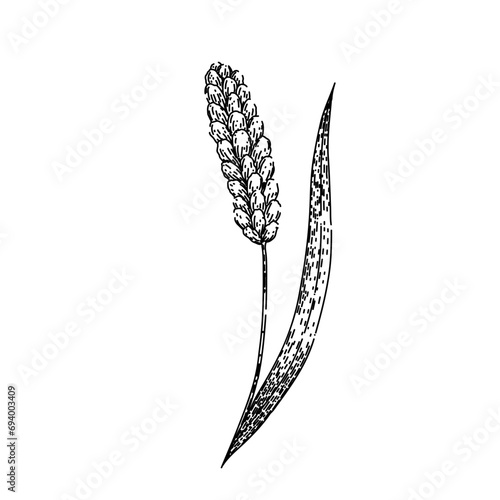 seed millet hand drawn. wheat vector, corn barley, crop organic seed millet vector sketch. isolated black illustration