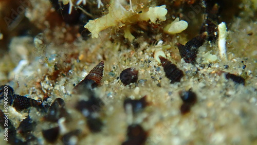 Sea snails or mud snails (Cerithidea sp.) close-up undersea, Aegean Sea, Greece, Halkidiki