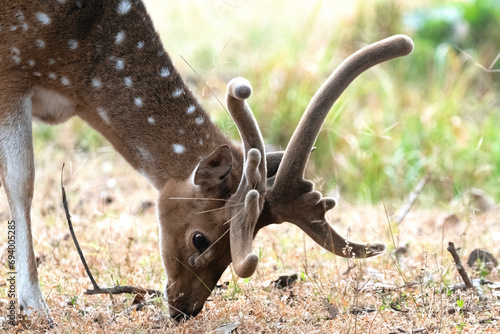 Close up shot of a spotted deer