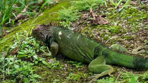 Fototapeta Naklejka Na Ścianę i Meble -  Beautiful green iguana enjoying the sun in Drake Bay (Costa Rica)