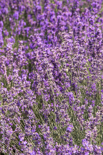 Purple lavender flowers bush. Flower in the field. Nature background. Grow a fragrant plant in the garden. Summer flower honey plant closeup.