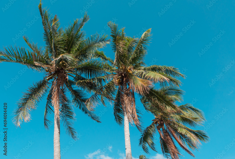 Obraz premium Bottom view of coconut palm trees in sunshine. Palm trees against a beautiful blue sky. Green palm trees on blue sky background. Travel concept.
