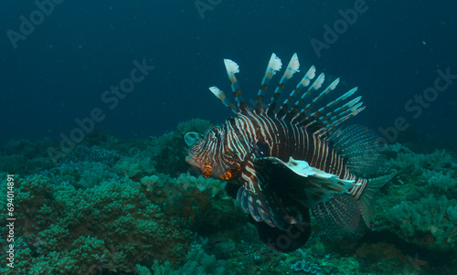 common lionfish swimming in open water amongst the healthy coral reefs of watamu marine park, kenya
